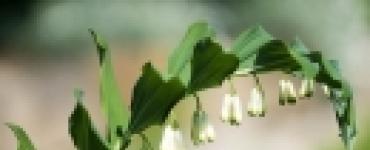Купена лекарственная (Polygonatum officinale) Растение купена посадка и уход