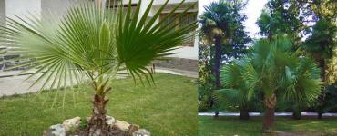Экстракт пальмы (карликовой, сабаль, сереноа, ползучей) Карликовая пальма - польза для мужчин